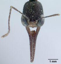 獵鐮猛蟻（Harpegnathos venator）的頭部特寫