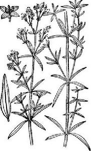 北方拉拉藤 北方拉拉藤