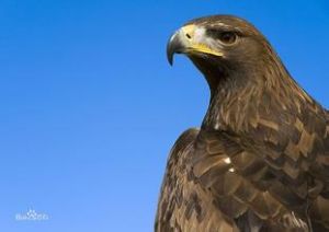 金雕指名亞種 金雕指名亞種