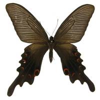 美姝鳳蝶(雌蝶)