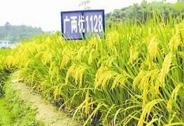 深兩優58油占 深兩優58油占