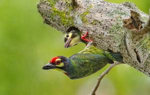 赤胸擬啄木鳥 赤胸擬啄木鳥