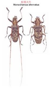 針葉樹天牛 針葉樹天牛