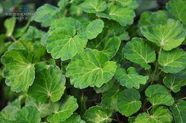 圓葉南洋參 圓葉南洋參