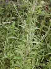 阿扎蠅子草 阿扎蠅子草