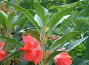 狹花鳳仙花 狹花鳳仙花