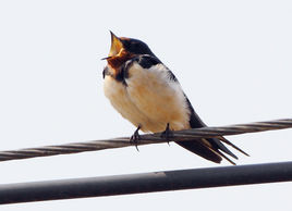 褐鋸翅燕 褐鋸翅燕