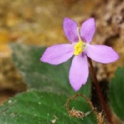 短筒苣苔 短筒苣苔