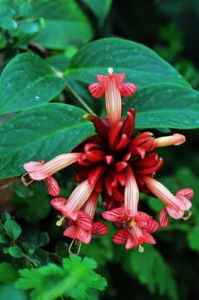 墨脫芒毛苣苔 墨脫芒毛苣苔