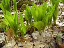 百合科藜蘆屬植物