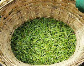 青坡雪芽 青坡雪芽