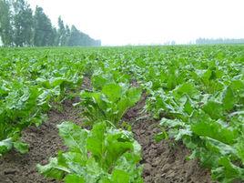 前七號鎮 前七號鎮