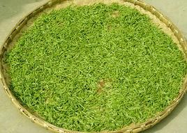 珠蘭大方 珠蘭大方