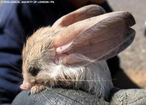 化石跳鼠科動物化石最早發現在歐洲、亞洲、北美洲的漸新世地層，但化石相對較少。它有可能起源於始齧類。