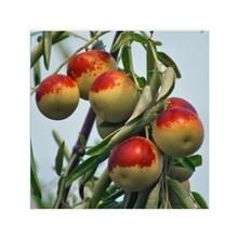 蘋果冬棗 蘋果冬棗