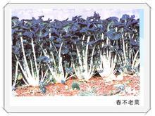 春不老黑菜