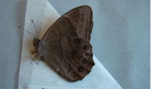 羅丹黛眼蝶 羅丹黛眼蝶