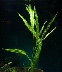 扭葉眼子菜 扭葉眼子菜