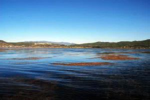 特拉什湖 特拉什湖