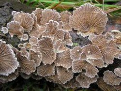 爪哇異水霉 爪哇異水霉