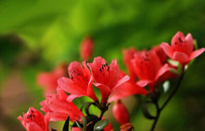 刺枝杜鵑 刺枝杜鵑