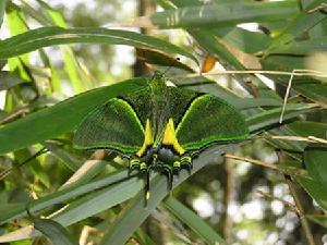 大瑤山自然保護區