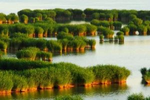 土壤沼澤化 土壤沼澤化