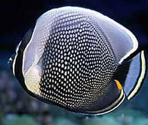 網紋蝴蝶魚 網紋蝴蝶魚