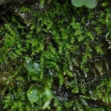 細葉小羽蘚 細葉小羽蘚