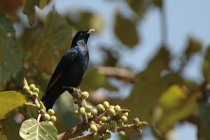 白嘴烏鴉 白嘴烏鴉