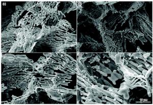 氟碳化物高分子
