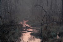 波蘭共和國別布扎國家公園