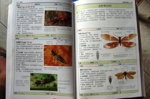 （圖）薊馬介紹