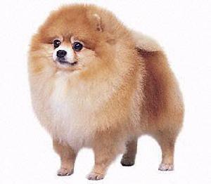 Pomeranian dog