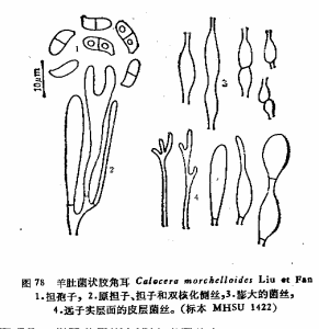 羊肚菌狀膠角耳