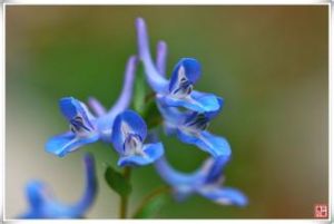 囊瓣延胡索 囊瓣延胡索