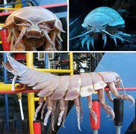 等腳類動物 等腳類動物