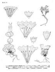 小花絲柱龍膽 小花絲柱龍膽