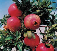 棗莊萬畝石榴園 棗莊萬畝石榴園