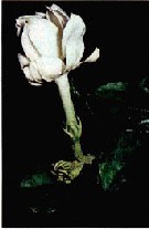 茉莉葉野螟 茉莉葉野螟