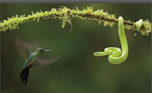 綠頂輝蜂鳥 綠頂輝蜂鳥