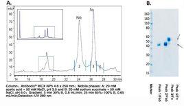 離子排阻色譜 離子排阻色譜