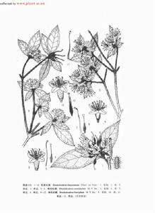 棕毛杜鵑 棕毛杜鵑