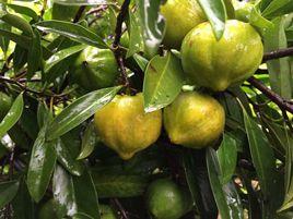 山竹子[多種植物的別稱]