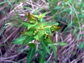 甘青大戟 甘青大戟
