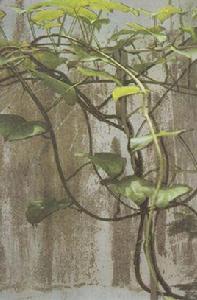 伸筋藤[伸筋藤]