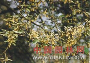 佘山胡頹子 佘山胡頹子