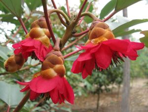 滇西紅花荷 滇西紅花荷