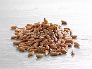 斯佩耳特小麥 斯佩耳特小麥