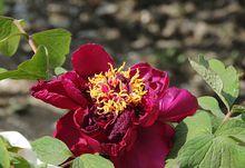 枯枝牡丹園1高清大圖